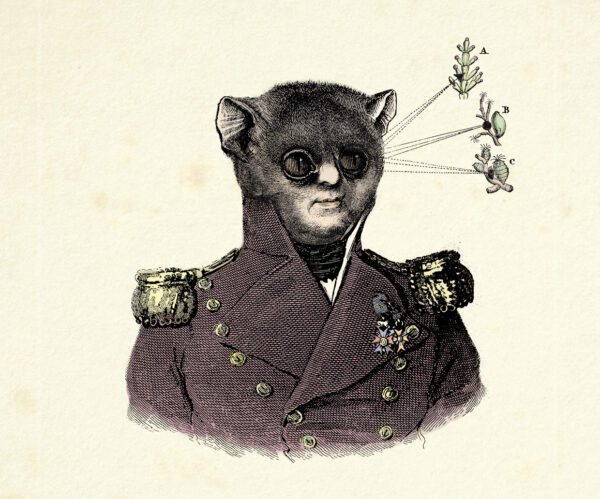 Illustration eines Lemurians