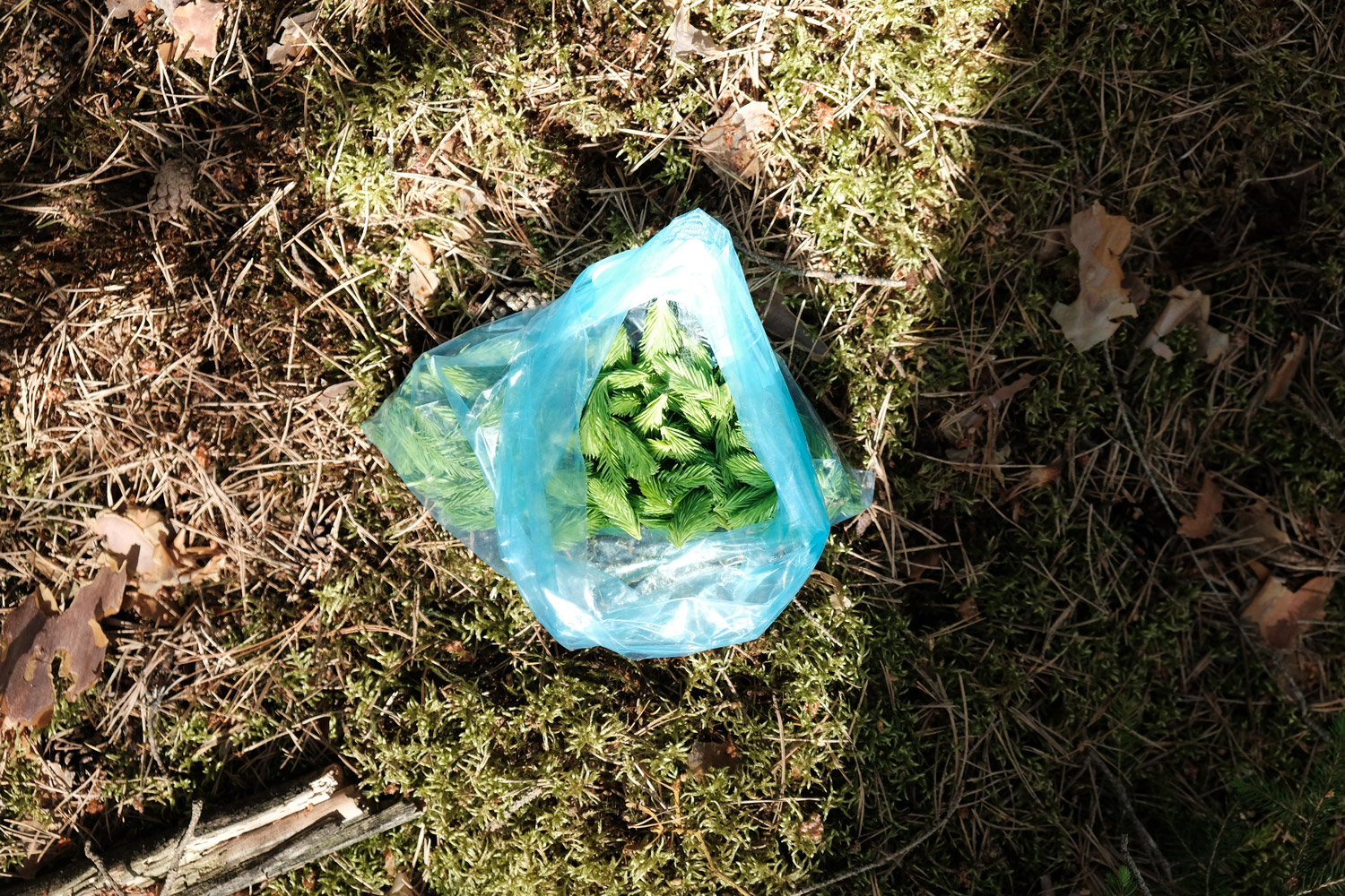 Grüne Nadeln in einer transparenten Plastiktüte auf moosbedecktem Waldboden.