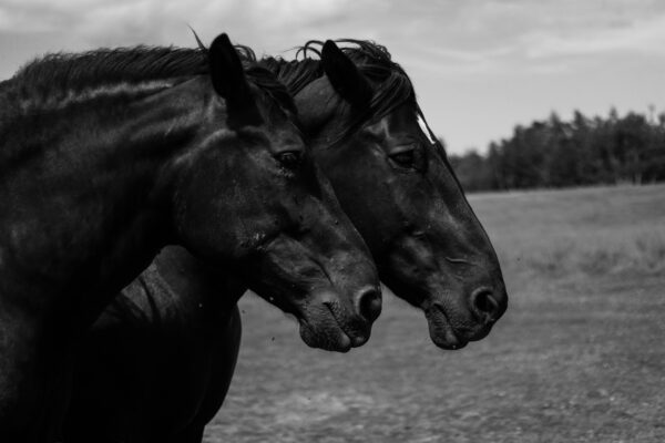 aliyah-jamous-2lgTyxm79ls-unsplash - Relation Magazin Zwei schwarze Pferde stehen nebeneinander auf einer Wiese, mit einem bewölkten Himmel im Hintergrund.