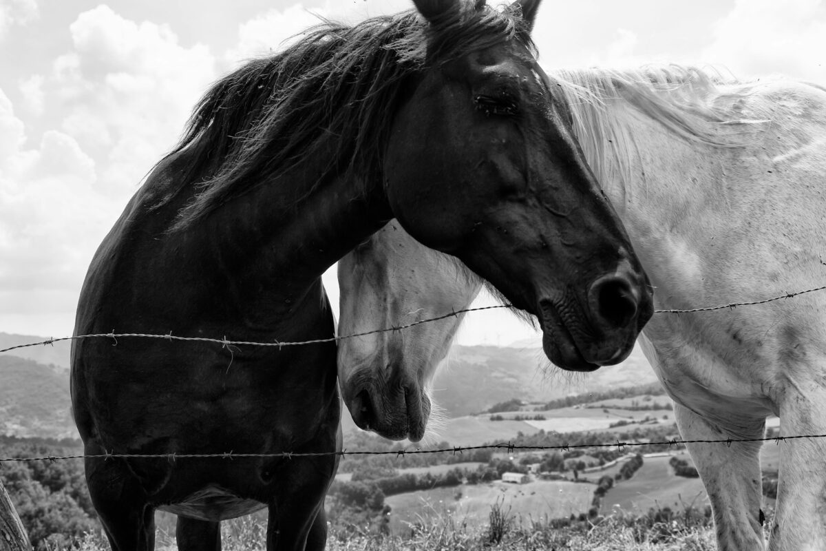 paolo-d-andrea-kYI4rICvKZQ-unsplash - Relation Magazin Zwei Pferde, eines schwarz und eines weiß, stehen eng beieinander, mit einem Landschaftshorizont im Hintergrund.