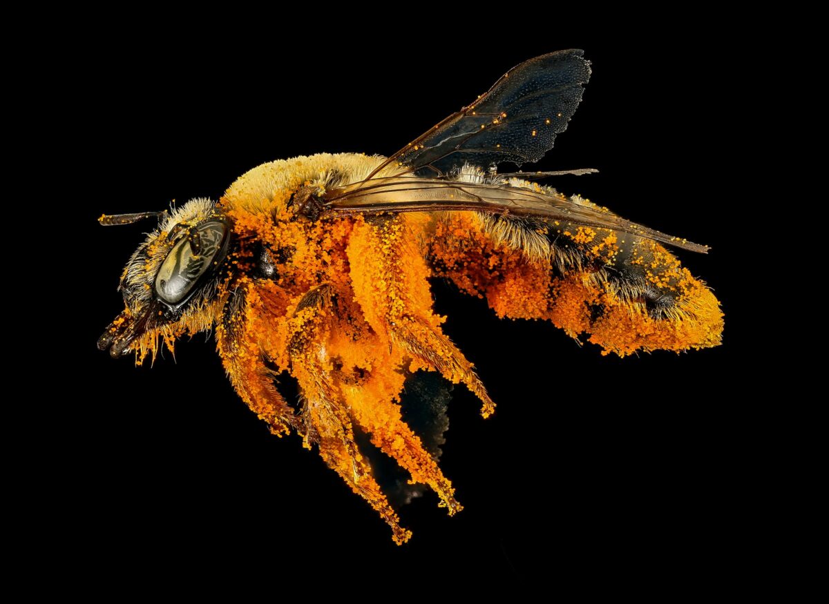 usgs-xJp3WO5XxIw-unsplash - Relation Magazin Nahaufnahme einer Biene, bedeckt mit orangefarbenem Pollen, vor schwarzem Hintergrund.
